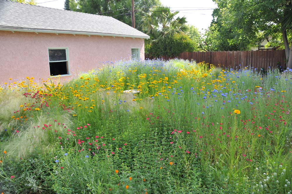 LA Meadow Garden 2