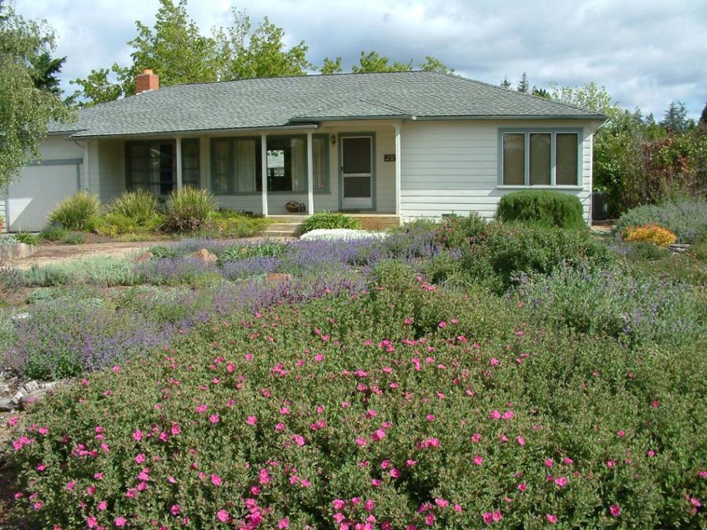 Rockrose Front Yard