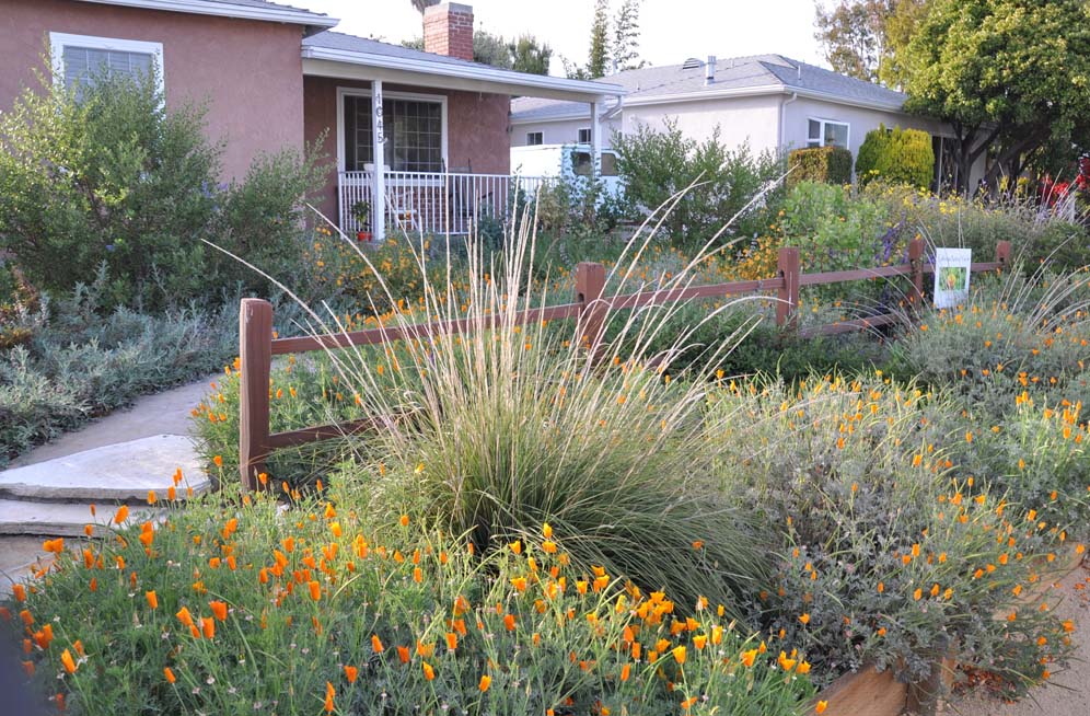 Small Scale Native Garden 1