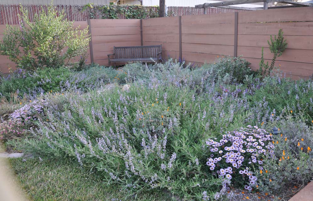 Small Scale Native Garden 6