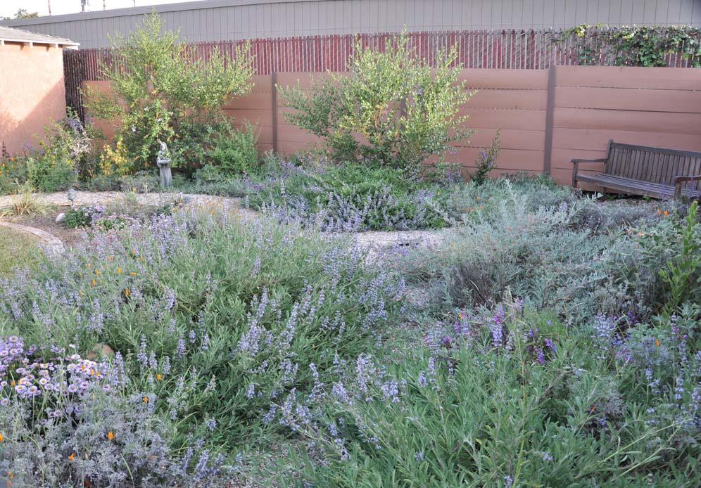 Small Scale Native Garden 7