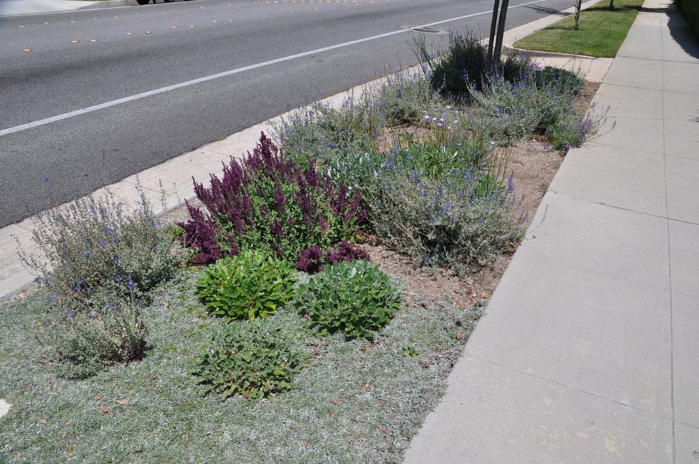 Parkway Plantings