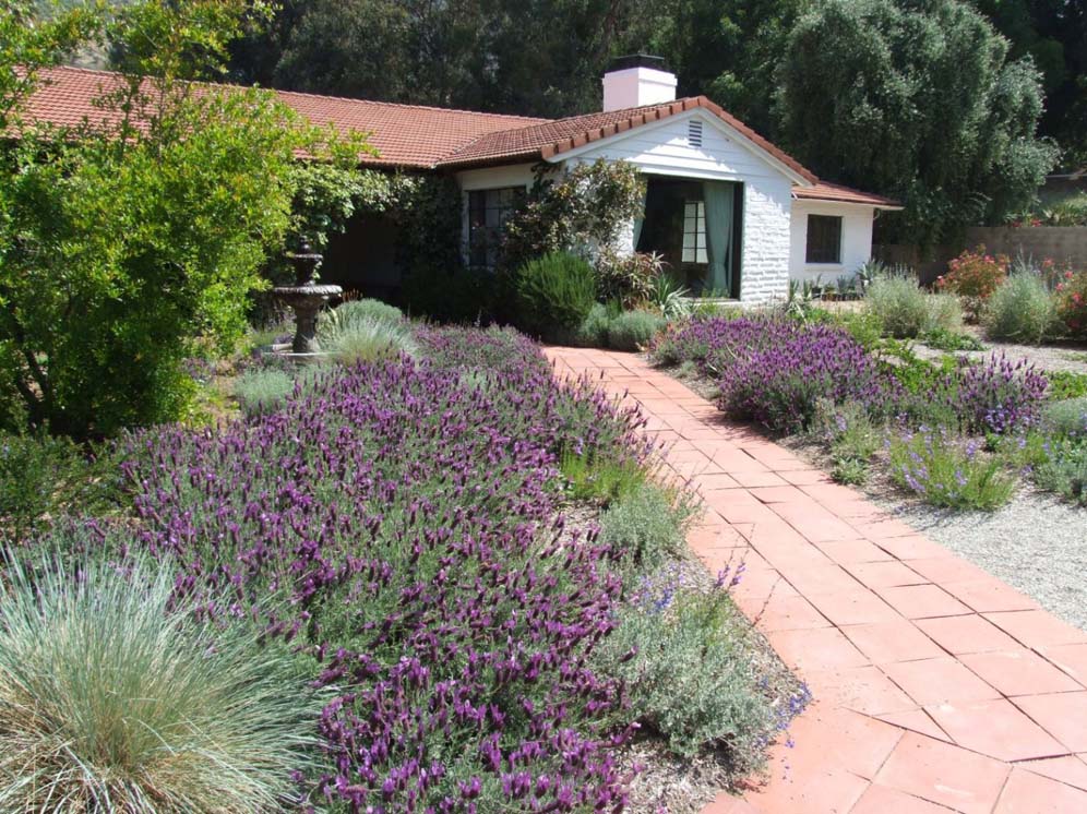 Lavandula Loveliness