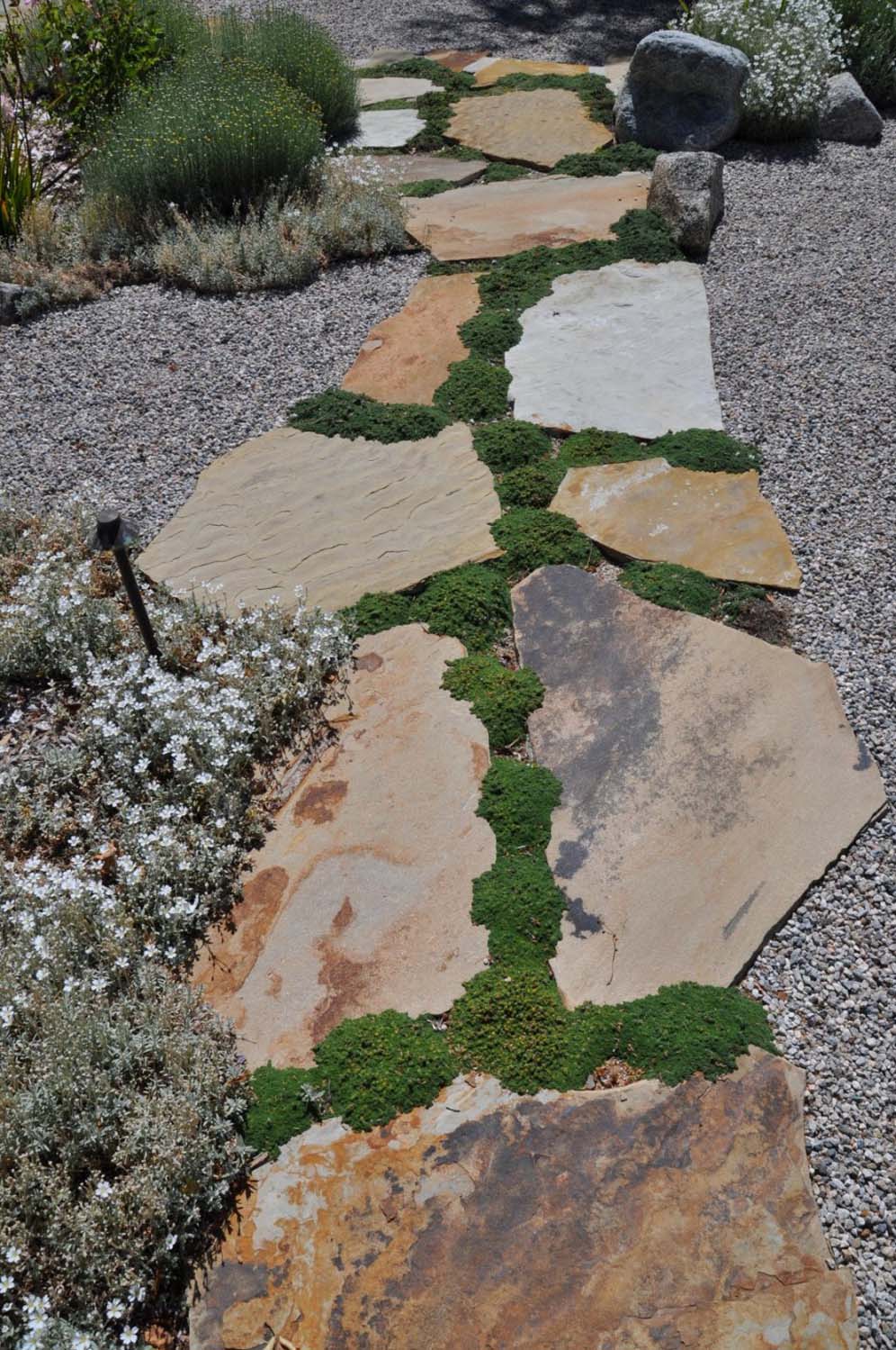 Chamomile and Pavers