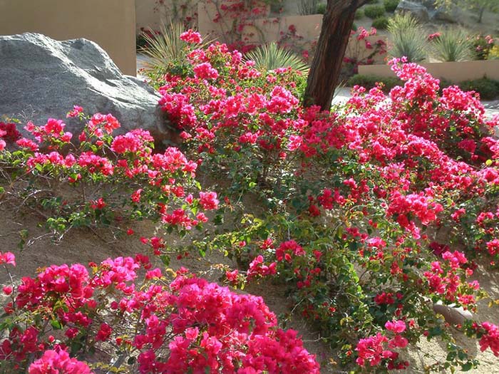 Bougainvillea, La Jolla