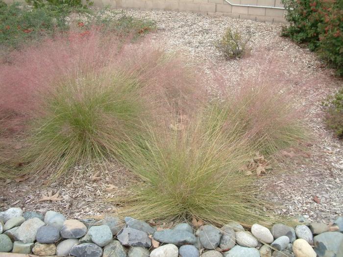 Plant photo of: Muhlenbergia capillaris 'Regal Mist'