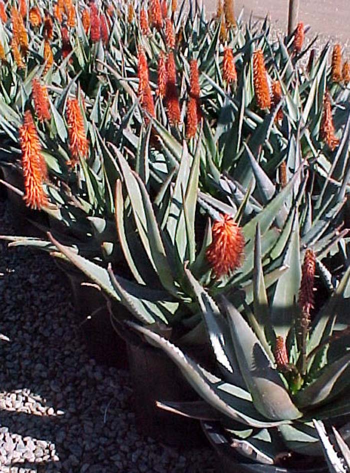 Aloe ferox