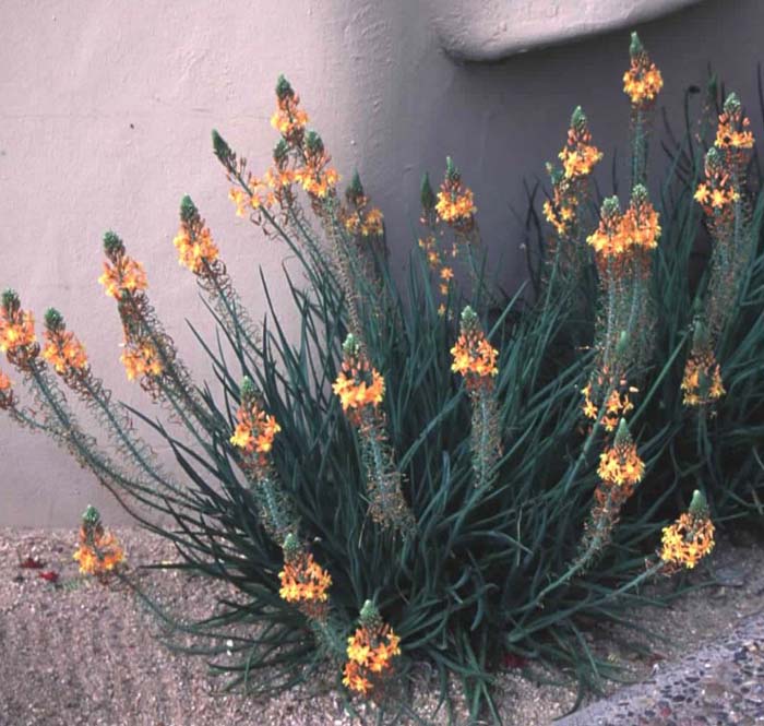 Bulbine frutescens 'Hallmark'