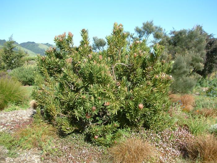 King or Giant Protea