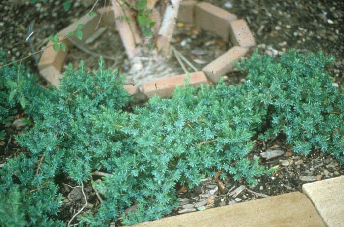 Blue Pacific Shore Juniper