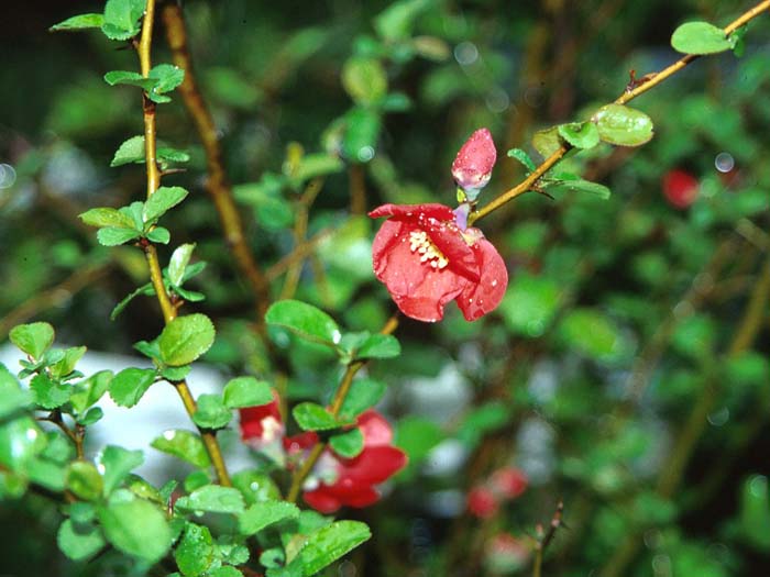 Chaenomeles japonica