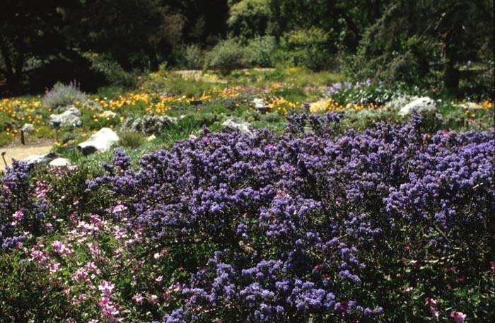 Ceanothus 'Julia Phelps'