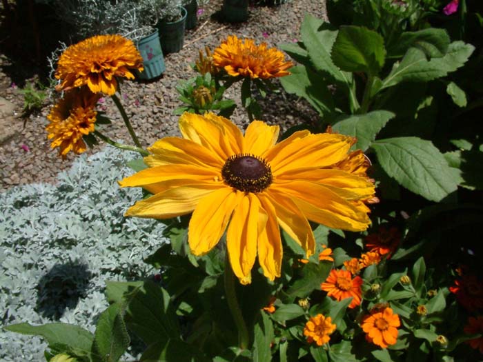 Rudbeckia hirta 'Indian Summer'