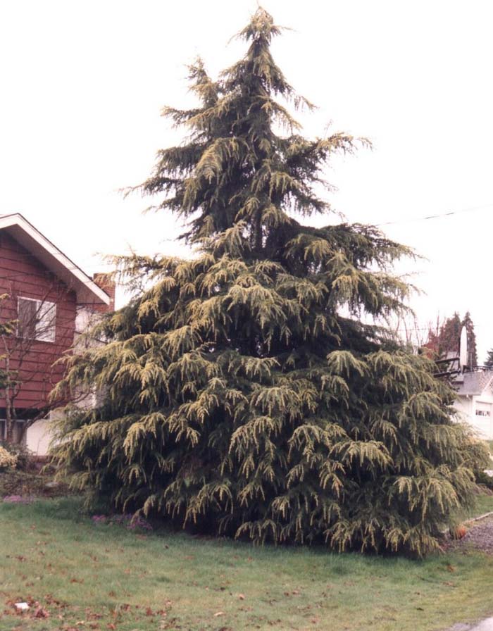 Cedrus deodara 'Aurea'