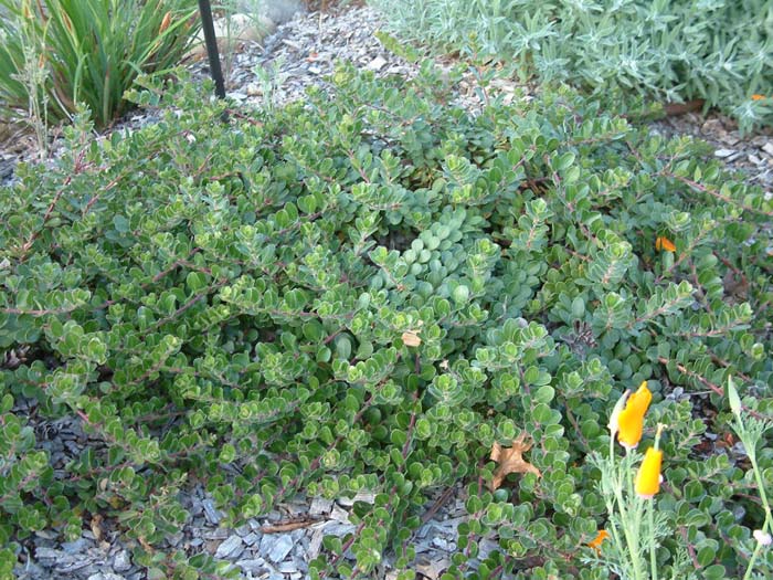 Plant photo of: Arctostaphylos uva-ursi 'Point Reyes'