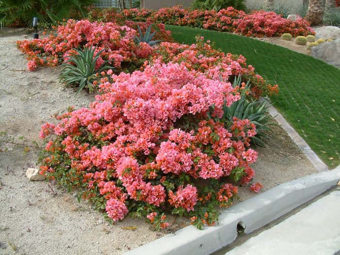 Ground Cover Bougainvillea, Rosenka