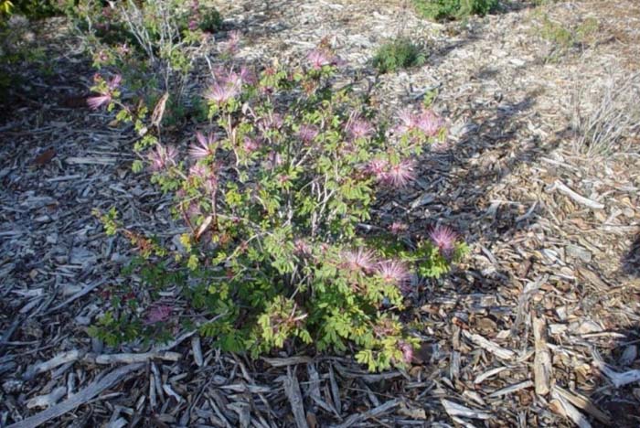 Fairy Duster, False Mesquite