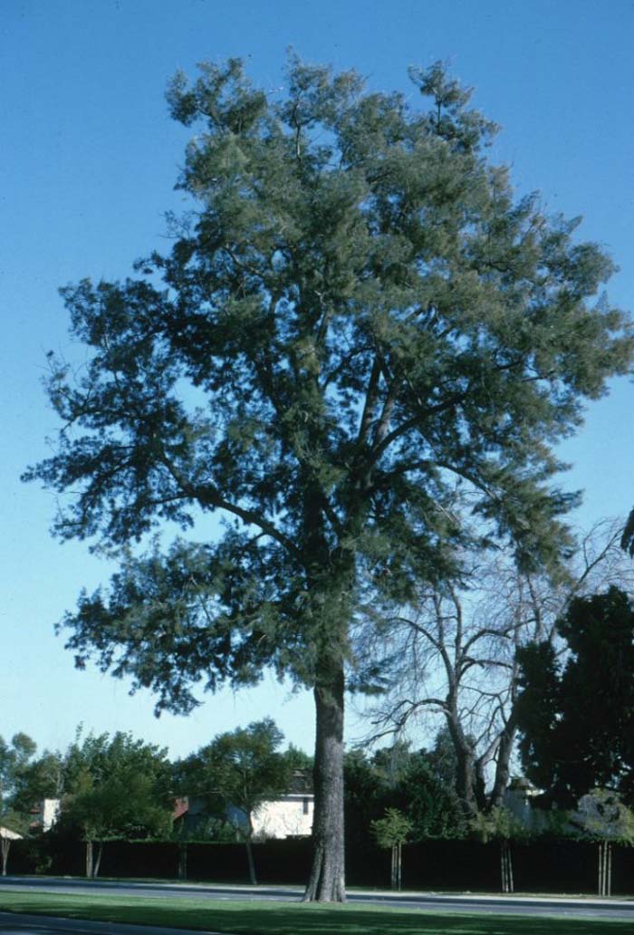 Casuarina equisetifolia