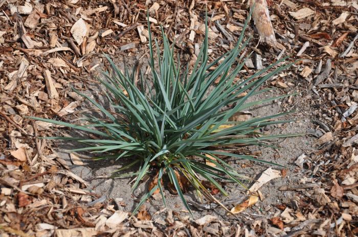 Plant photo of: Dianella revoluta 'Little Rev'