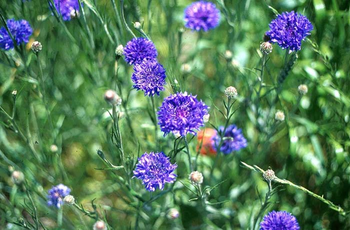 Plant photo of: Centaurea cyanus