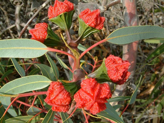 Plant photo of: Eucalyptus erythrocorys