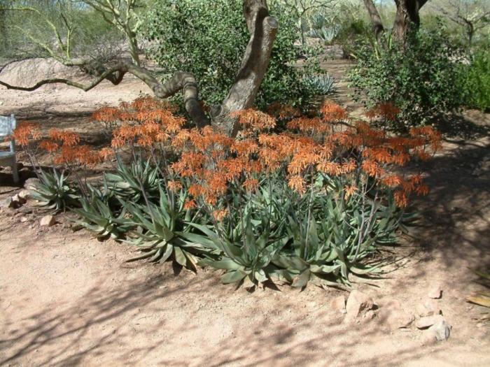 Aloe striata