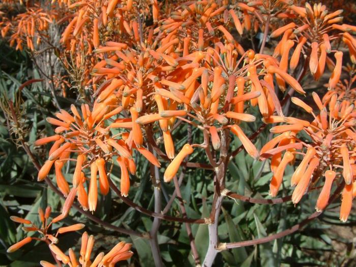 Plant photo of: Aloe striata