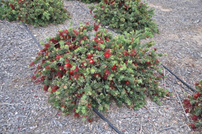 Callistemon X viminalis 'Little John'