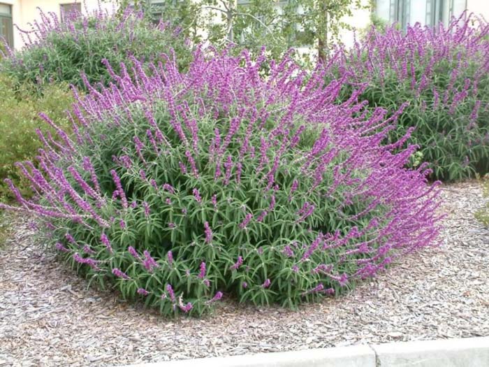 Plant photo of: Salvia leucantha