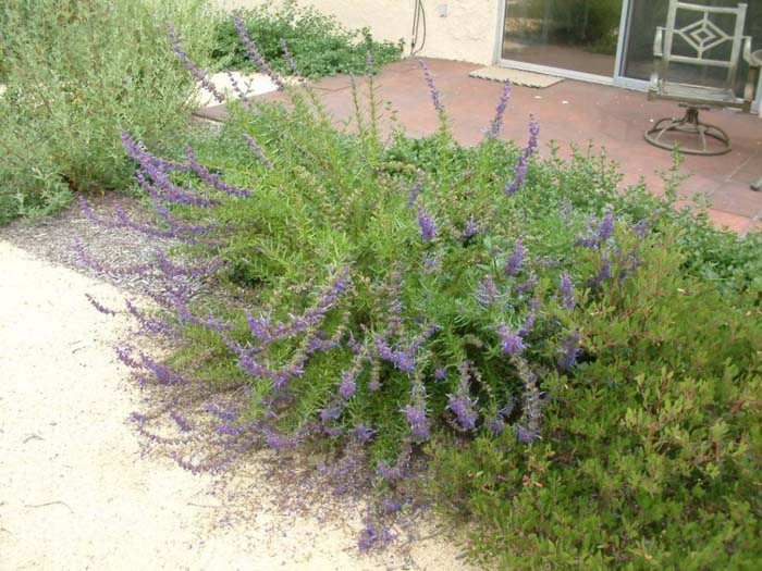 Trichostema lanatum