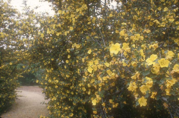 Plant photo of: Fremontodendron 'Pacific Sunset'