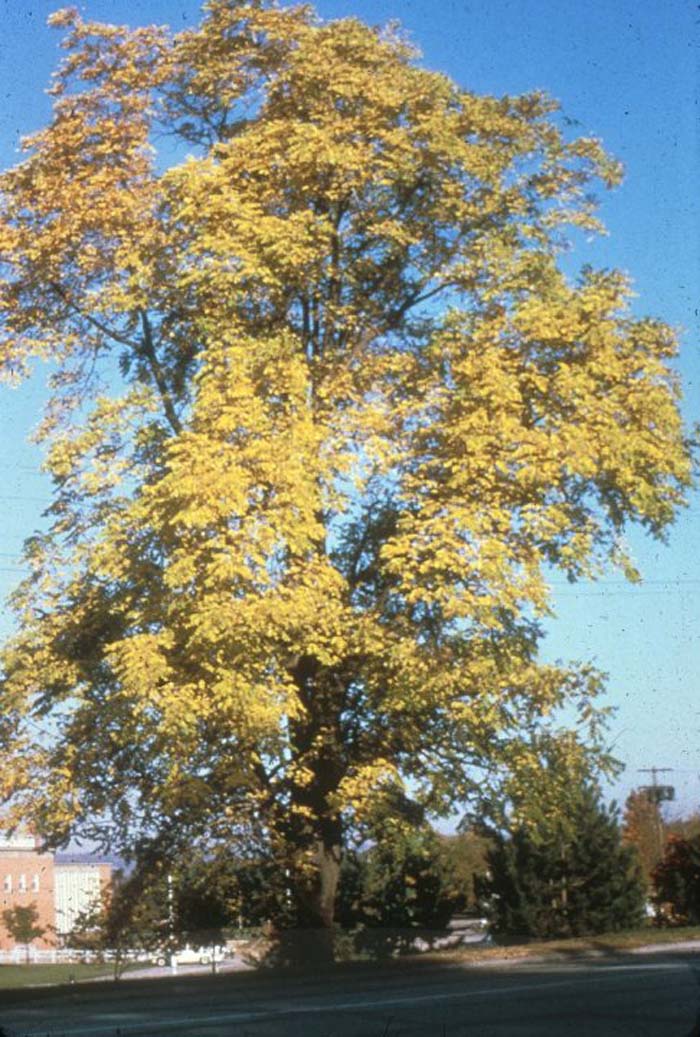 Plant photo of: Juglans nigra