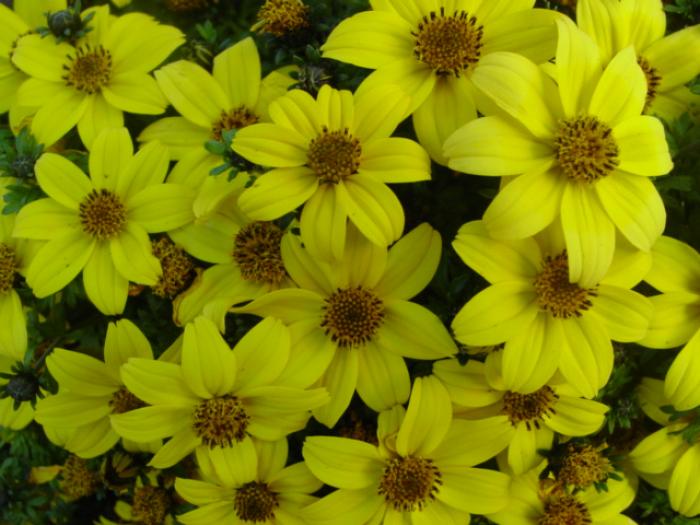 Plant photo of: Bidens ferulifolia