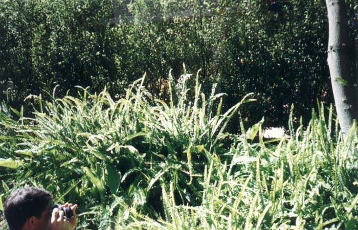 Southern Sword Fern