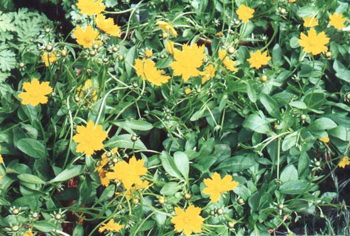 Plant photo of: Coreopsis auriculata 'Nana'