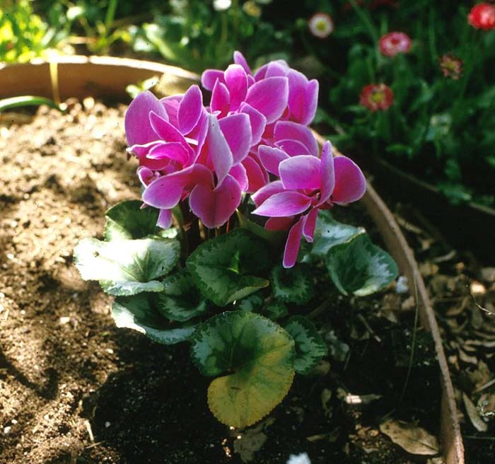 Cyclamen persicum