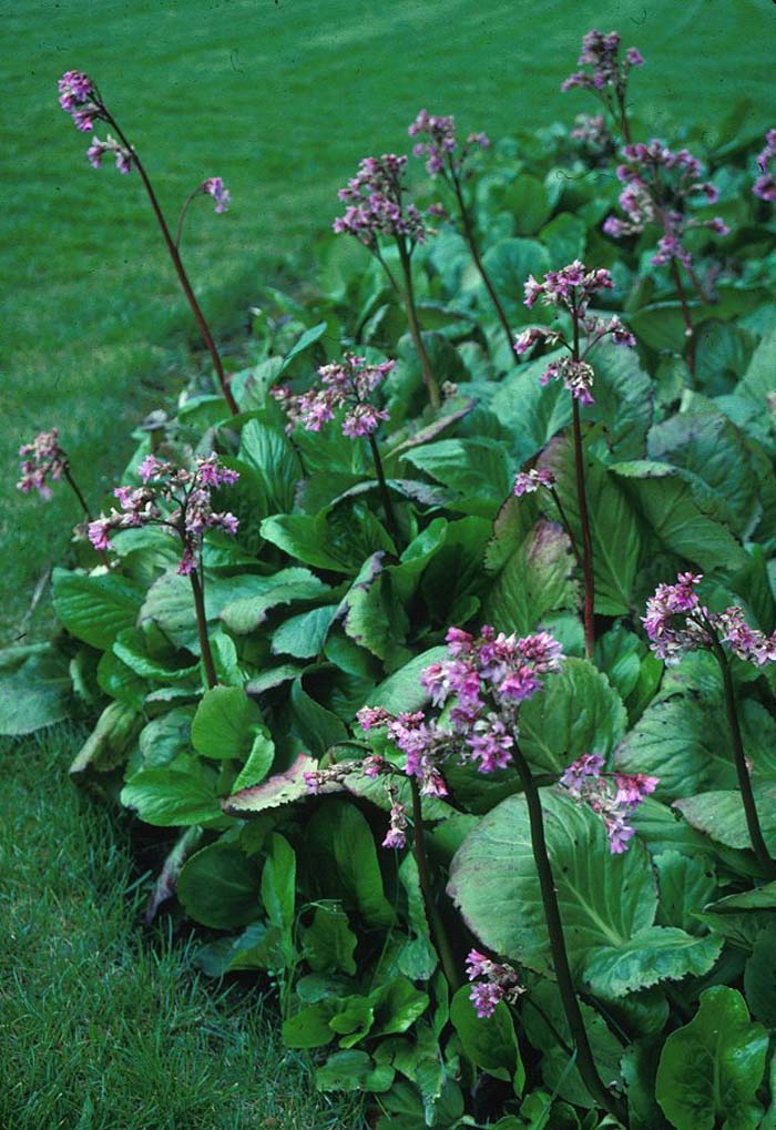 Plant photo of: Bergenia cordifolia