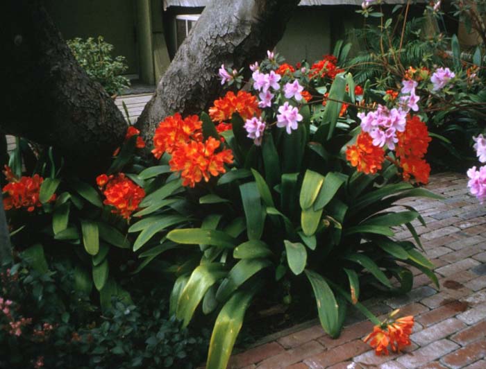 Clivia miniata