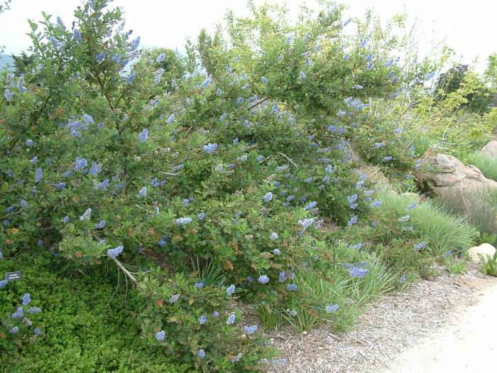 Plant photo of: Ceanothus cyaneus