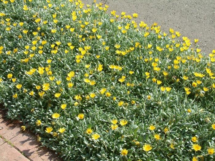 Gazania 'Mitsua Yellow'