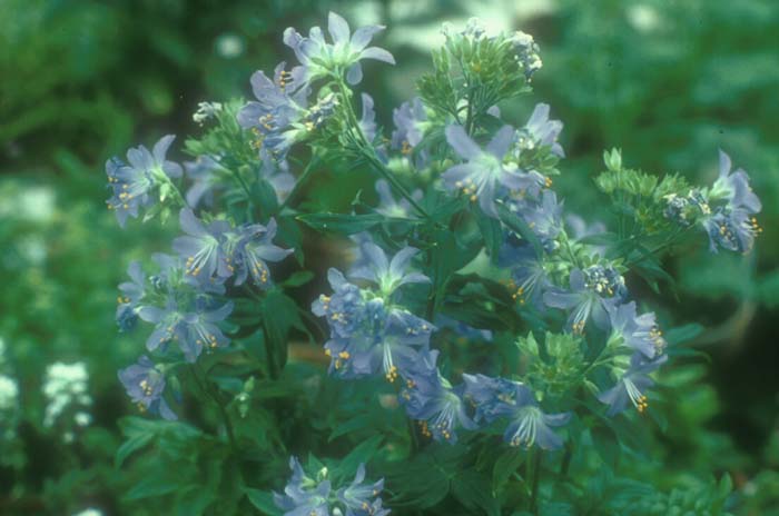 Variegated Jacob's Ladder