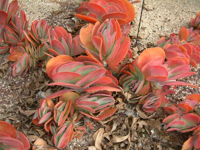 Plant photo of: Kalanchoe luciae