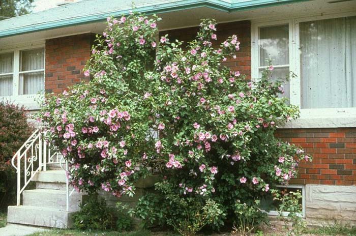 Hibiscus syriacus