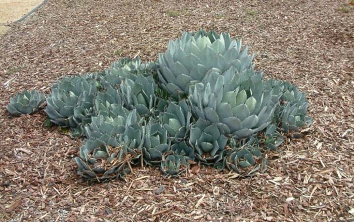 Plant photo of: Agave parryi v. huachucensis