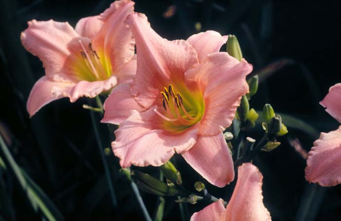 Hemerocallis 'Judith'