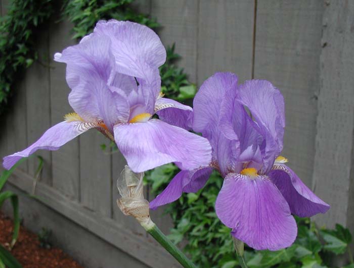 Iris Bearded 'Breakers'