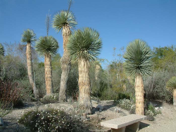 Plant photo of: Yucca rostrata