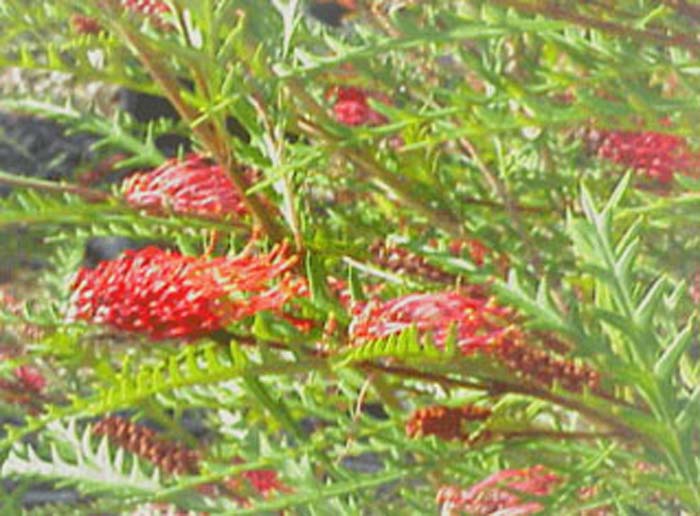 Grevillea 'Ivanhoe'