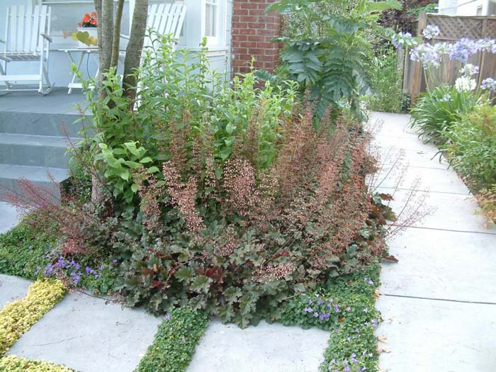 Plant photo of: Heuchera 'Chocolate Ruffles'