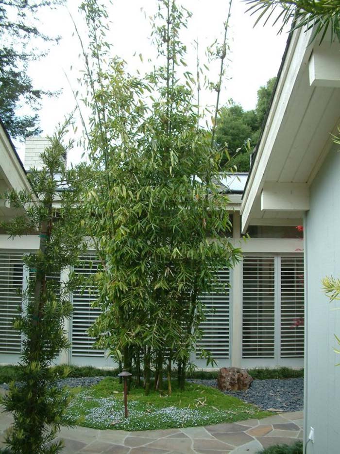 Oldham Bamboo, Giant Timber Bamboo